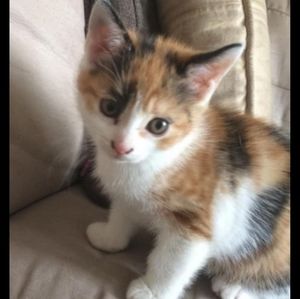 Meet your Posher, Nerlande